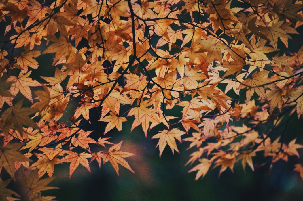 Autumn Leaves – The Power of Seasons